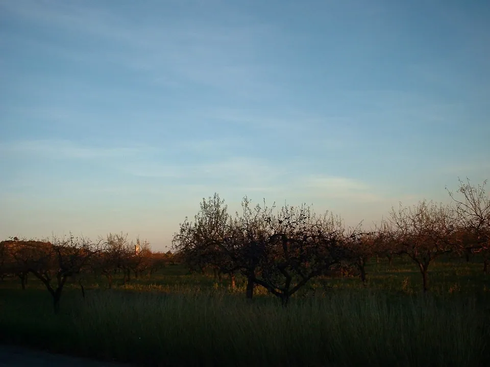 Church grove