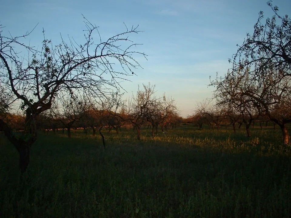 Grove alcossebre