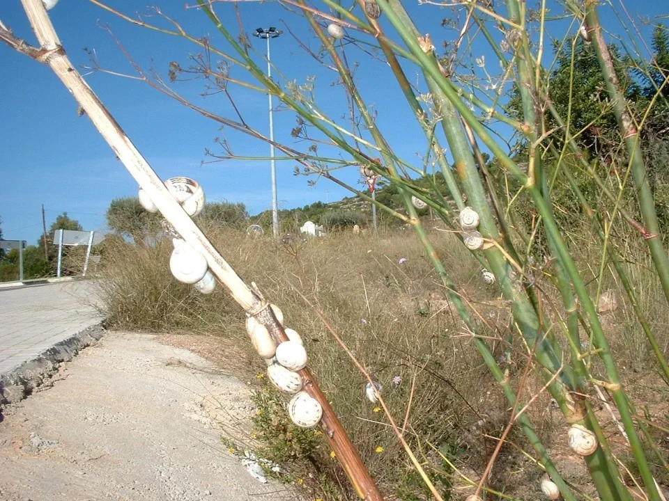 Snails