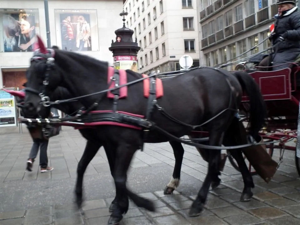 Austria Vienna for Christmas
