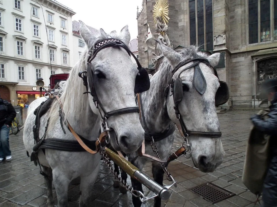 Austria Vienna for Christmas