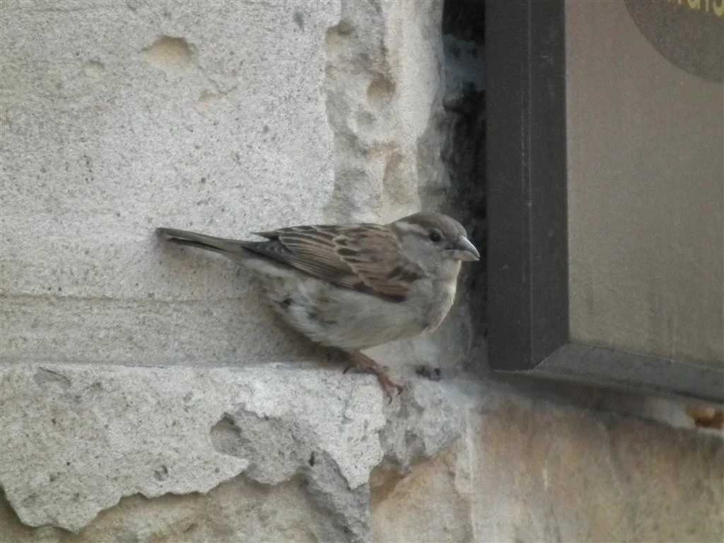 Rouen 2011 97 20130219 1931095938