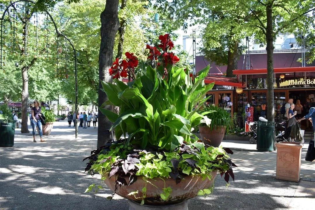 G19.3 tivoli gardens wed 19 jul 15