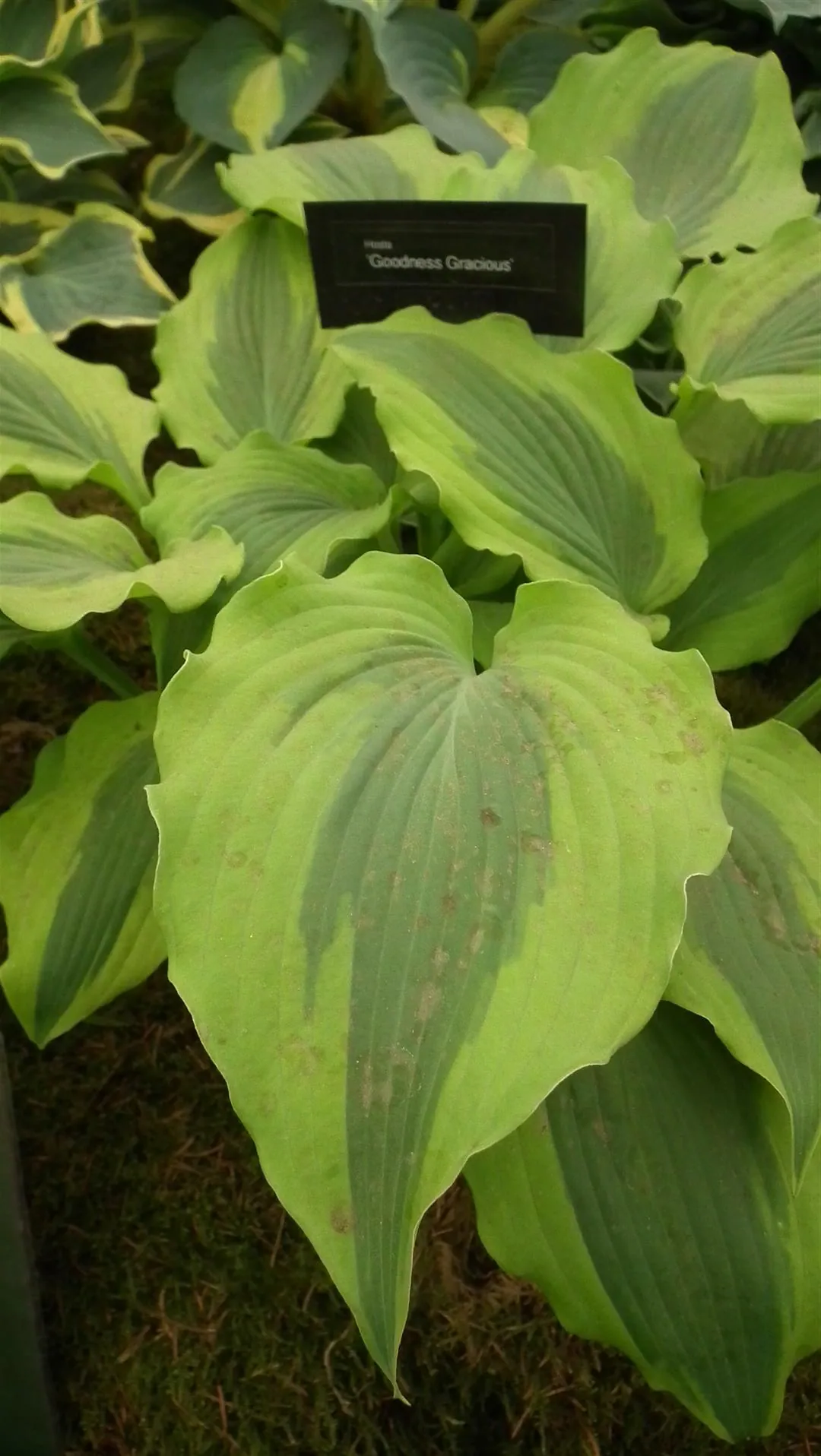 Dscf5503