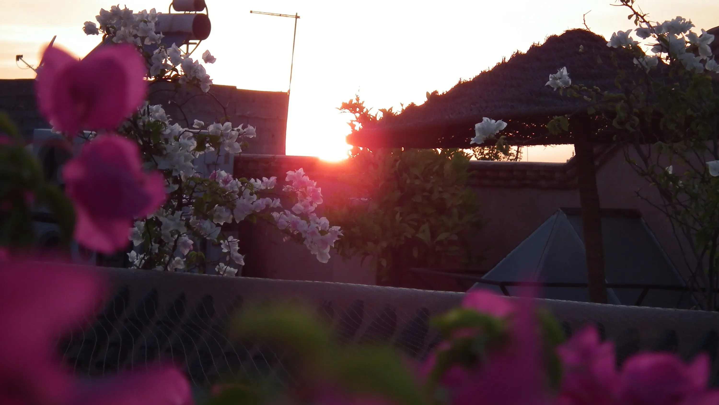 DSCF1387