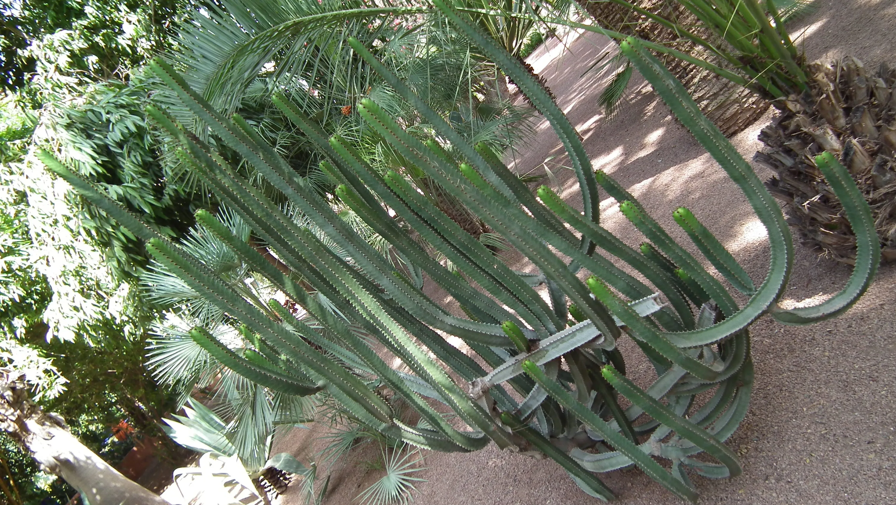DSCF1585