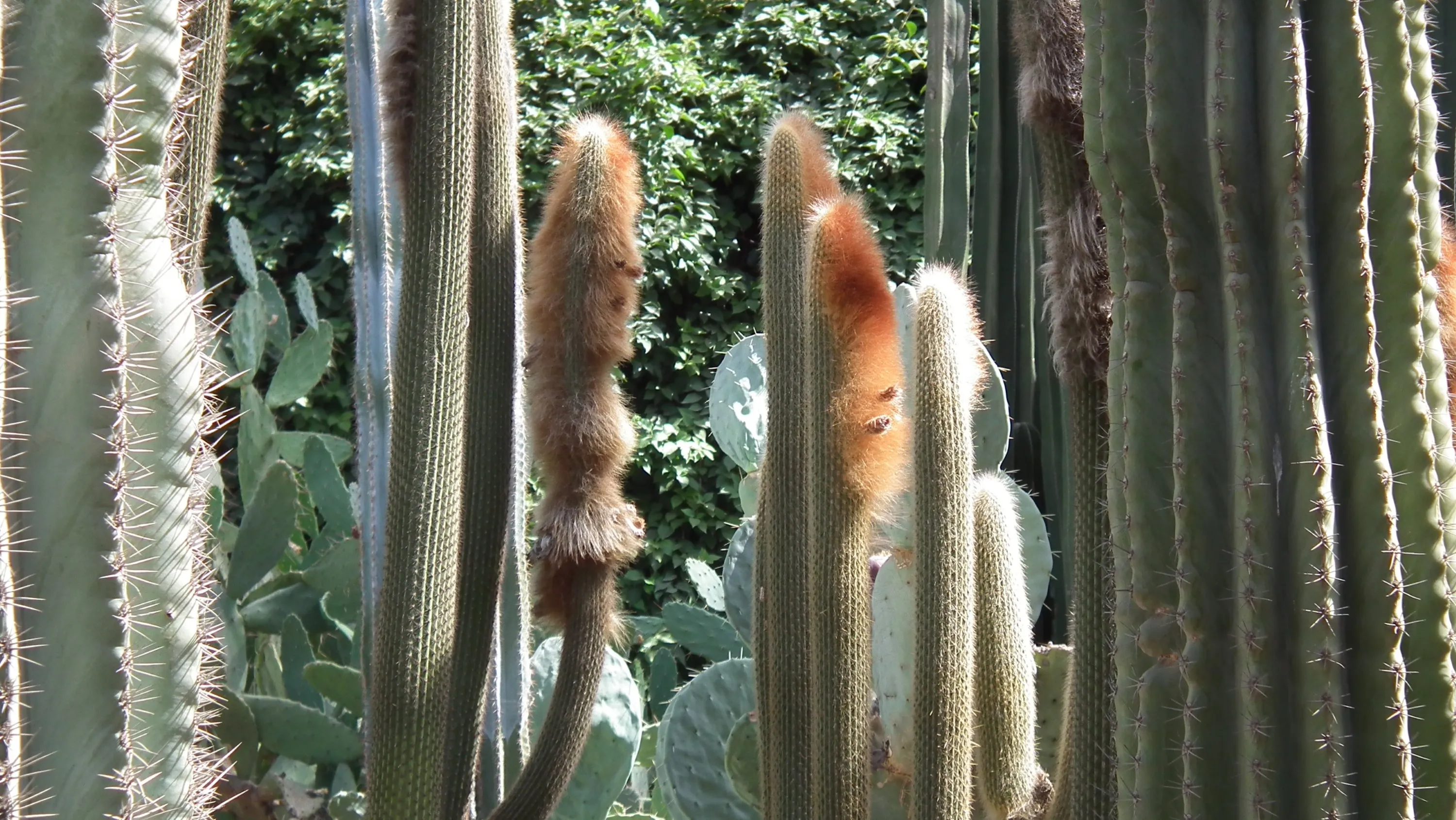 DSCF1619
