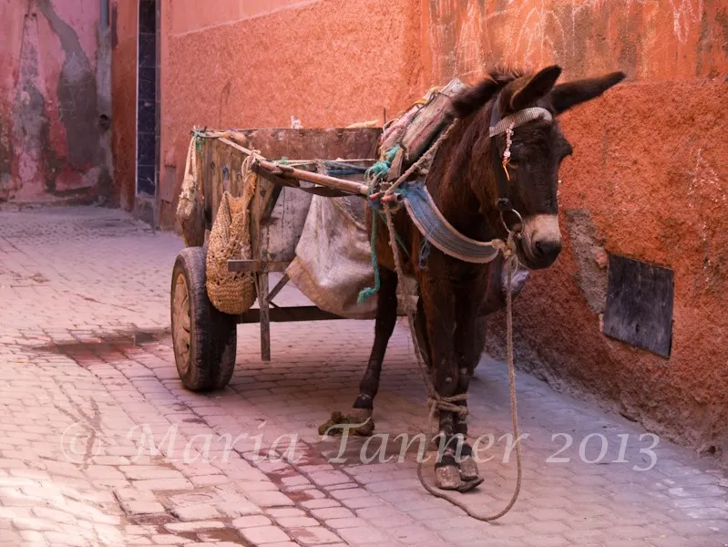 Red wall donkey