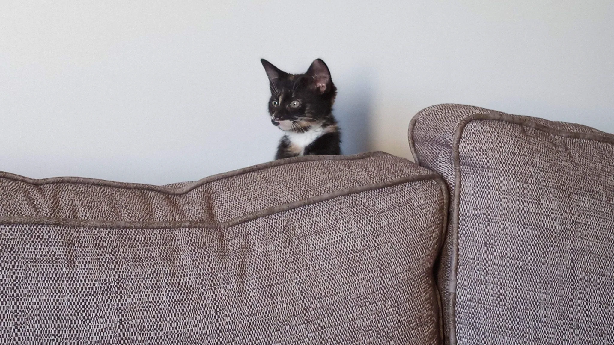Peek a boo